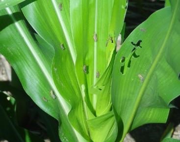 grasshoppers 